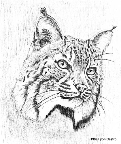 baby bobcat coloring pages - photo #23